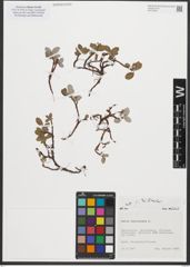 Foto von Salix reticulata L.